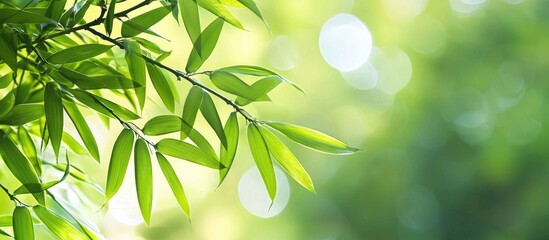 Bamboo Leaf Background