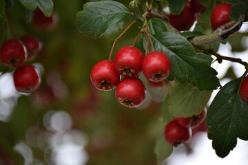 Obraz premium red berries on a bush