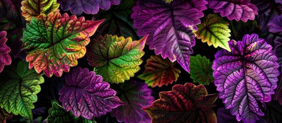 Naklejka premium Coleus Or Painted Nettle Leaves Closeup For Background Plectranthus Scutellarioides L R
