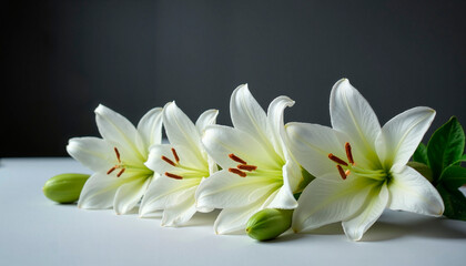 Fototapeta premium Delicate white lilies elegantly arranged with buds on a light background
