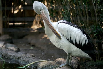 Close up Long Pink Beak Australian Pelican in The Zoo Cage