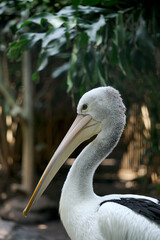 Close up Long Pink Beak Australian Pelican in The Zoo Cage