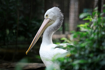Long Pink Beak Australian Pelican in The Zoo Cage