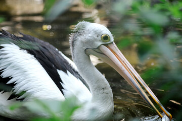 Australian pelican (Pelecanus conspicillatus) floating on water. Australian pelican is a large waterbird in Pelecanidae Family. Bird in natural environment.