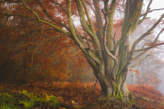Misty autumn forest woodland with European Beech (fagus sylvatica) trees surrounded by golden bracken in Kinclaven, Perthshire, Scotland.