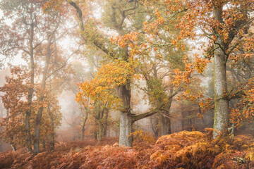 Obraz premium Misty autumn forest woodland with European Oak (Quercus robur) trees surrounded by golden bracken in Kinclaven, Perthshire, Scotland.