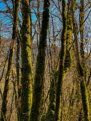 Fototapeta premium Mossy trees in the forest on a sunny spring day