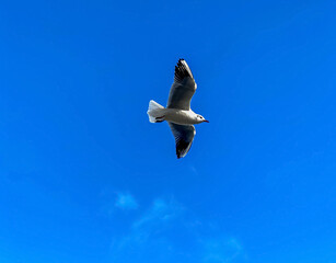 Seagull flying in the blue sky