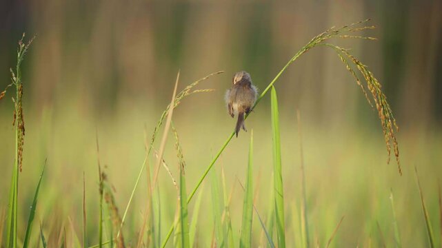common bird on the rice in summer