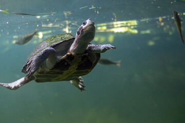 Obraz premium The brown roofed turtles (Pangshura smithii) swim underwater