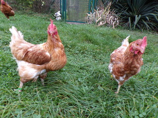 Poules marrons