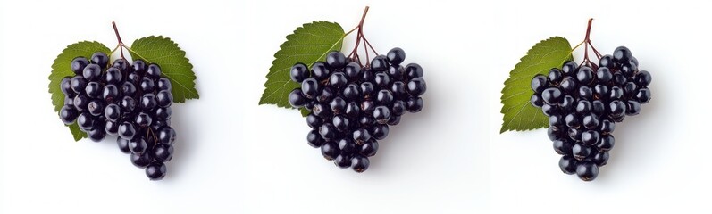 Fototapeta premium Dark Berries with Leaves