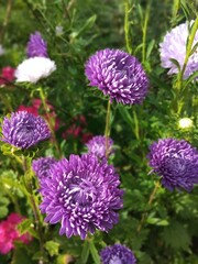 flower, flowers, bloom, nature, garden, vegetable garden, flora