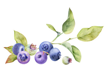 Blueberry blackberry cluster group with green leaves on branch, ripe forest berry hand drawn in watercolor. Isolated botanical illustration, for restaurant, dessert cafe menu, wedding, farmers market