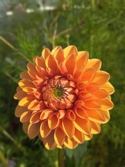 flower, flowers, bloom, nature, garden, vegetable garden, flora