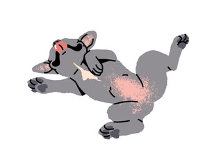 Funny French Bulldog with cute belly sleeps. Happy asleep puppy with gray color shows tongue. Amusing little dog has a rest. Adorable pet, animal relaxes. Flat isolated vector illustration on white