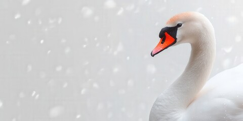 Obraz premium Graceful White Swan Portrait with Water Droplets and Blurred Background