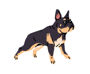 Amusing French Bulldog with curious muzzle looks at smth side view. Playful dog with black fawn color. Funny puppy of little breed. Cute pet, animal has fun. Flat isolated vector illustration on white