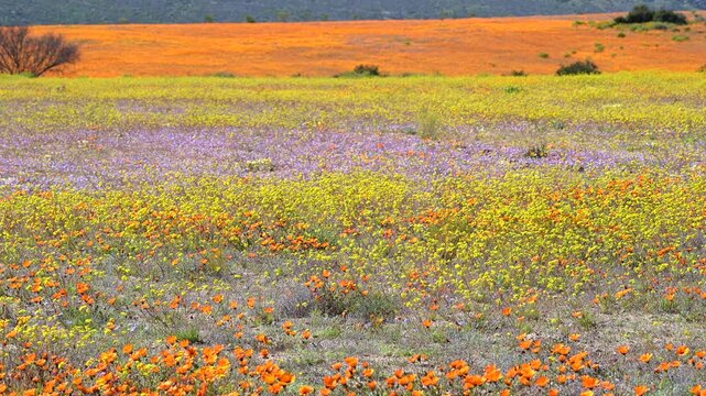 Orange Namaqualand daisy (Dimorphotheca sinuata) and Canola (Brassica napus )flower field, Namaqua National Park.