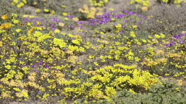 Botterblom or Kougoed and Widowseed daisies, Osteospermum Hyoseroides, flowers blowing in wind, lock shot, slowmotion, in the Goegap nature Reserve, Springbok, South Africa.
