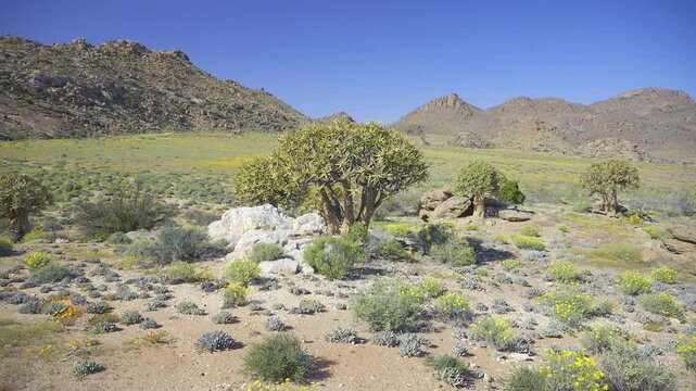 Quiver tree (Aloidendron dichotomum) formerly Aloe dichotoma, or kokerboom in the Goegap nature Reserve, Springbok, South Africa.