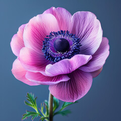 Stunning studio shot of a vibrant pink Anemone flower, beautifully captured in a professional setting showcasing delicate petals and graceful elegance.