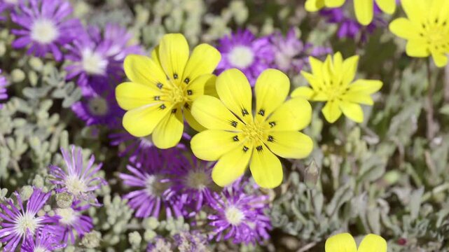 Botterblom or Kougoed flower between Starburst iceplant (Delosperma floribundum) blowing in wind, lock shot, slowmotion, in the Goegap nature Reserve, Springbok, South Africa.