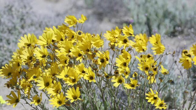 Widowseed daisies, Osteospermum Hyoseroides, flowers blowing in wind, lock shot, slowmotion, in the Goegap nature Reserve, Springbok, South Africa.