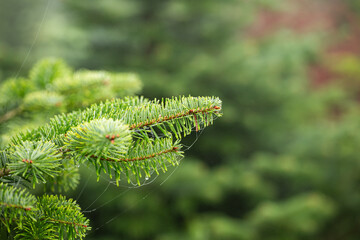 Christmas or evergreen pine tree branch with needles. Close up shot, shallow depth of field, no people
