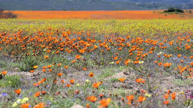 Orange Namaqualand daisy (Dimorphotheca sinuata) and Canola (Brassica napus )flower field, Namaqua National Park.