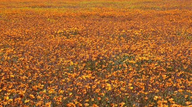 Orange Namaqualand daisy or Glandular Cape marigold (Dimorphotheca sinuata) flower field, Namaqua National Park.