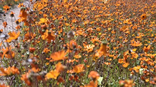 Orange Namaqualand daisy or Glandular Cape marigold (Dimorphotheca sinuata) close-up dolly, Namaqua National Park.