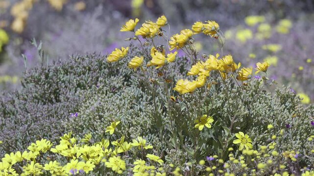 Botterblom or Kougoed, Yellow flowers blowing in wind, lock shot, slowmotion, in the Goegap nature Reserve, Springbok, South Africa.