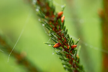 Christmas or evergreen pine tree branch with needles. Close up macro shot, shallow depth of field, no people