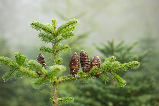 Pine cones growing on an evergreen or fir tree branch in a forest nursery. Close up shot, foggy autumn day, no people - Powered by Adobe