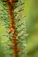 Christmas or evergreen pine tree branch with needles. Close up macro shot, shallow depth of field, no people