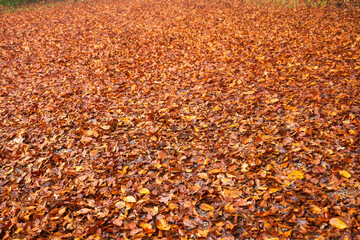 Fallen autumn leaves forming a beautiful, colorful ground cover on the forest lawn