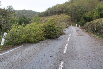 Arbres tombés sur la route