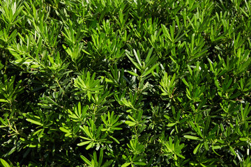 Natural green leaves background, Green leaves texture background