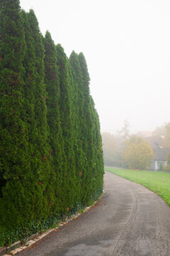Large, tall, Thuja Occidentalis Columna green wall or fence next to rural footpath. Foggy autumn morning, no people