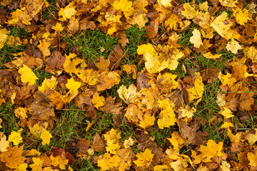 Fallen autumn leaves forming a beautiful, colorful ground cover on the forest lawn