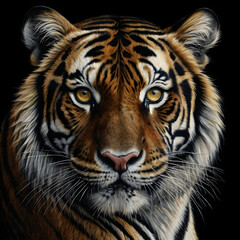 Fototapeta premium A hyper-detailed charcoal drawing capturing a close-up of a tigers face set against a deep black background. Its fierce golden eyes, shaded with precision, appear to glow, conveying an intense inner f