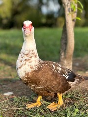 National bird day. Muscovy duck. A beautiful shot of a white and black Muscovy duck with a red face and orange feet on green background.