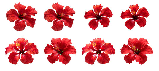 Obraz premium Vibrant red hibiscus flowers arranged beautifully on a white background.