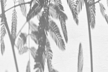 Shadow Leaves of Sensitive Plant on Concrete Wall Background.