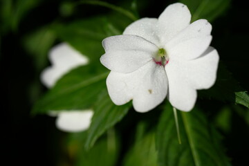 白いサンパチェンスホワイト