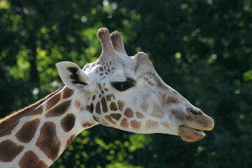 Portrait of a Reticulated Giraffe at Local Zoo in IL,USA