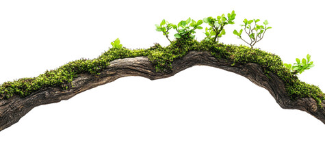 Beautiful moss on the old wooden branch against a white background