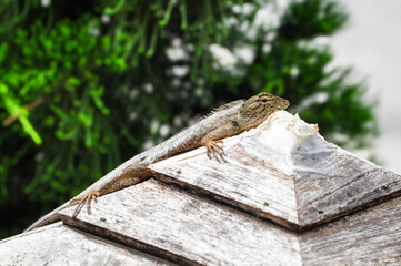 lizard on a Pole head
