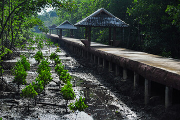 Fototapeta premium young wooden bridge in the mangrove